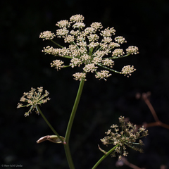 Angelica californica