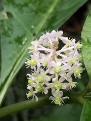 Phytolacca japonica