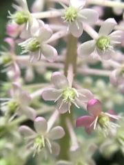 Phytolacca japonica