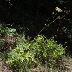 Angelica californica