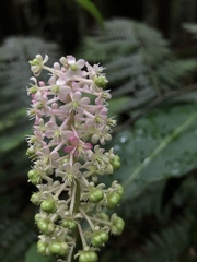 Phytolacca japonica