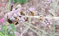 Svastra obliqua expurgata