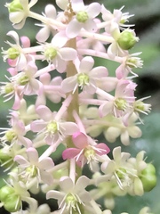 Phytolacca japonica