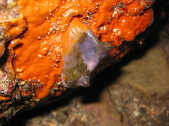 Asterocarpa coerulea