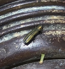 Agrilus lacustris