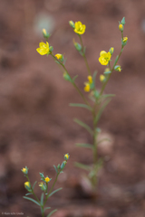 Hesperolinon breweri