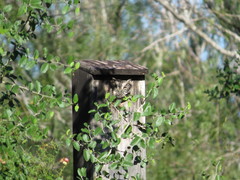 Megascops asio mccallii