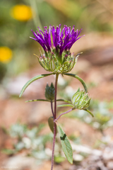 Monardella douglasii