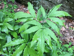 Cardamine heptaphylla