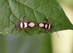 Largus sellatus