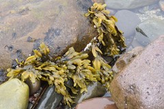 Fucus spiralis