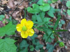 Ranunculus auricomus