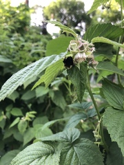 Bombus