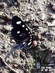 Alypiodes bimaculata