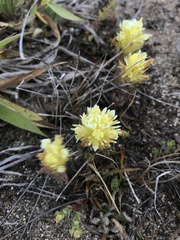 Castilleja wightii