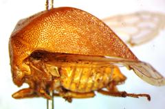 Vestistilus testacea