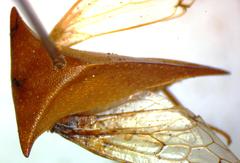 Vestistilus testacea