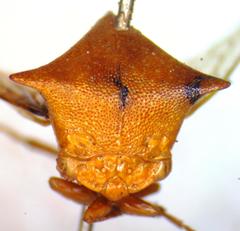 Vestistilus testacea