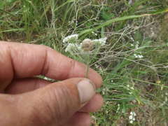 Otala lactea