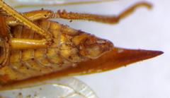 Vestistilus testacea