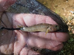 Etheostoma crossopterum