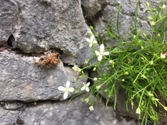 Moehringia muscosa