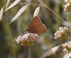 Satyrium auretorum