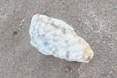 Lithothamnion glaciale