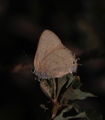 Satyrium auretorum