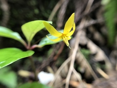 Lysimachia ardisioides