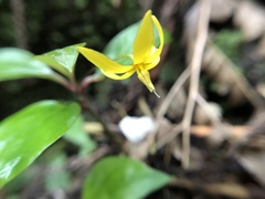 Lysimachia ardisioides