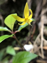 Lysimachia ardisioides