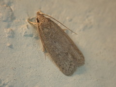 Autosticha kyotensis