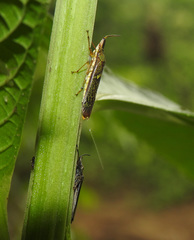 Raphirhinus phosphoreus