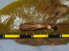 Pingasa ruginaria pacifica