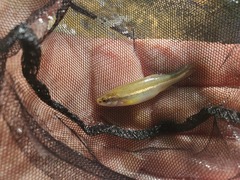 Chrosomus erythrogaster