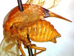 Vestistilus variabilis