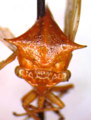 Vestistilus variabilis