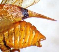 Vestistilus variabilis