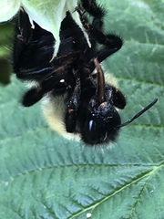 Bombus