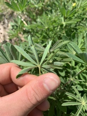 Lupinus perennis