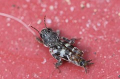 Ellipes minuta
