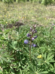Lupinus perennis