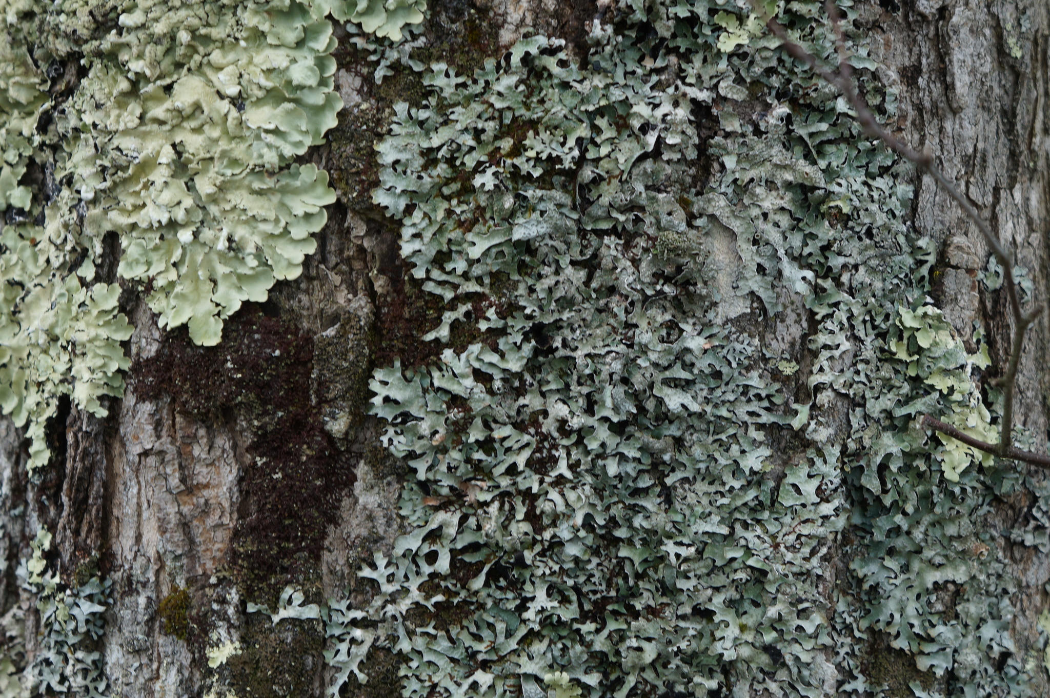 Parmelia sulcata image