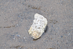 Lithothamnion glaciale