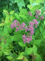 Spiraea