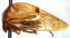 Vestistilus variabilis
