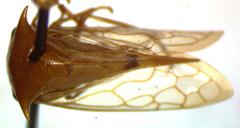 Vestistilus variabilis