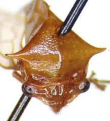 Vestistilus variabilis