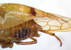 Vestistilus variabilis